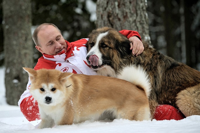 Tổng thống Nga Vladimir Putin và chú chó Yume (tiếng Nhật nghĩa là “Giấc mơ” - món quà Tống đốc tỉnh Akita, Nhật Bản) và chú chó Buffy của Bulgaria, đi dạo trong một khu rừng tuyết phủ bên ngoài Mátxcơva năm 2013. Ảnh: Tass