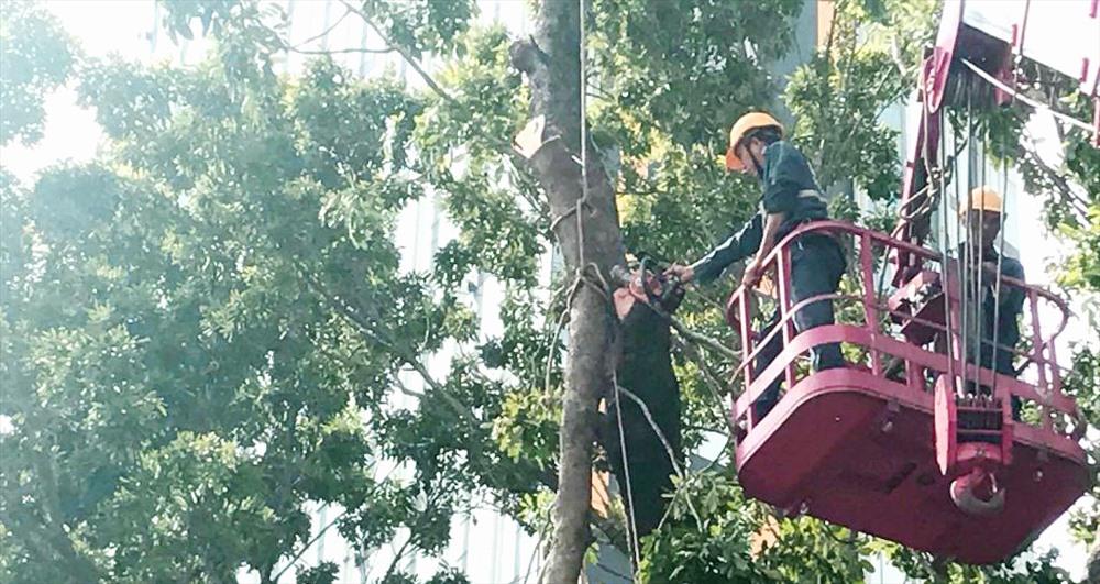Công nhân chặt hạ một cây sọ khỉ trên đường Tôn Đức Thắng sáng nay. Ảnh: Trường Sơn