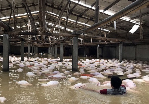 Ngày 12.10, sau 1 ngày trang trại ngập sâu, hàng ngàn con lợn chết nổi trắng chuồng.