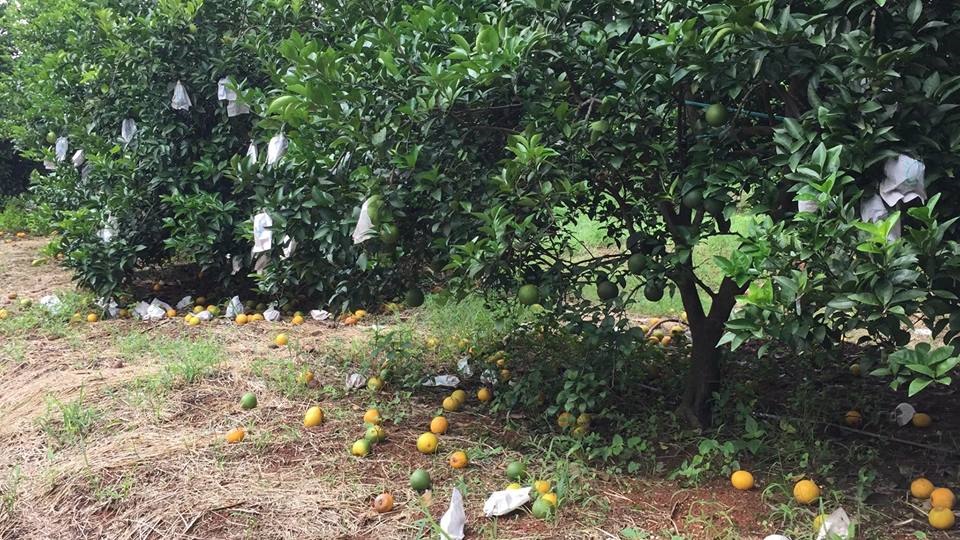 Người dân thiệt hại hàng chục tỉ đồng. ảnh:H.D