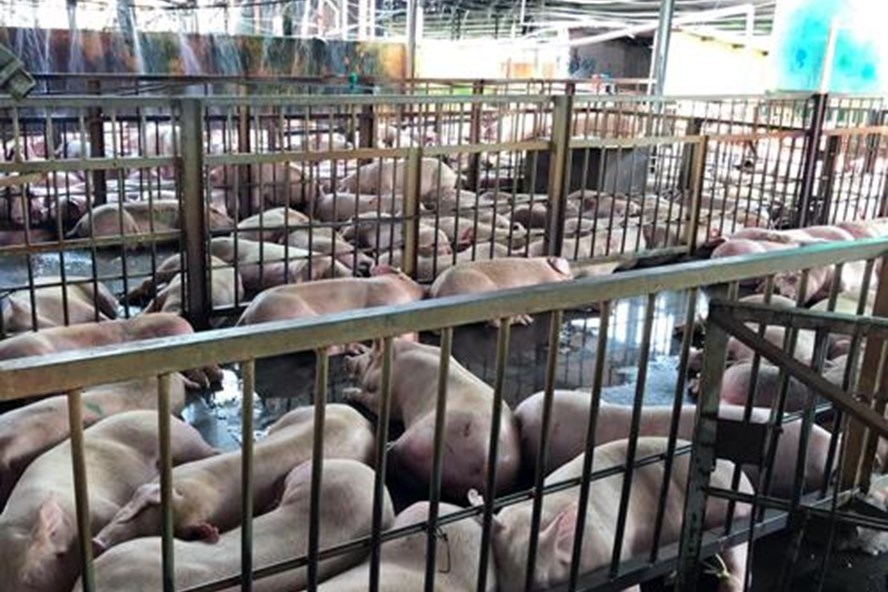Heo bị tiêm thuốc an thần tại lò mổ Xuyên Á được phát hiện (ảnh: Sơn Hòa/Laodong.vn).