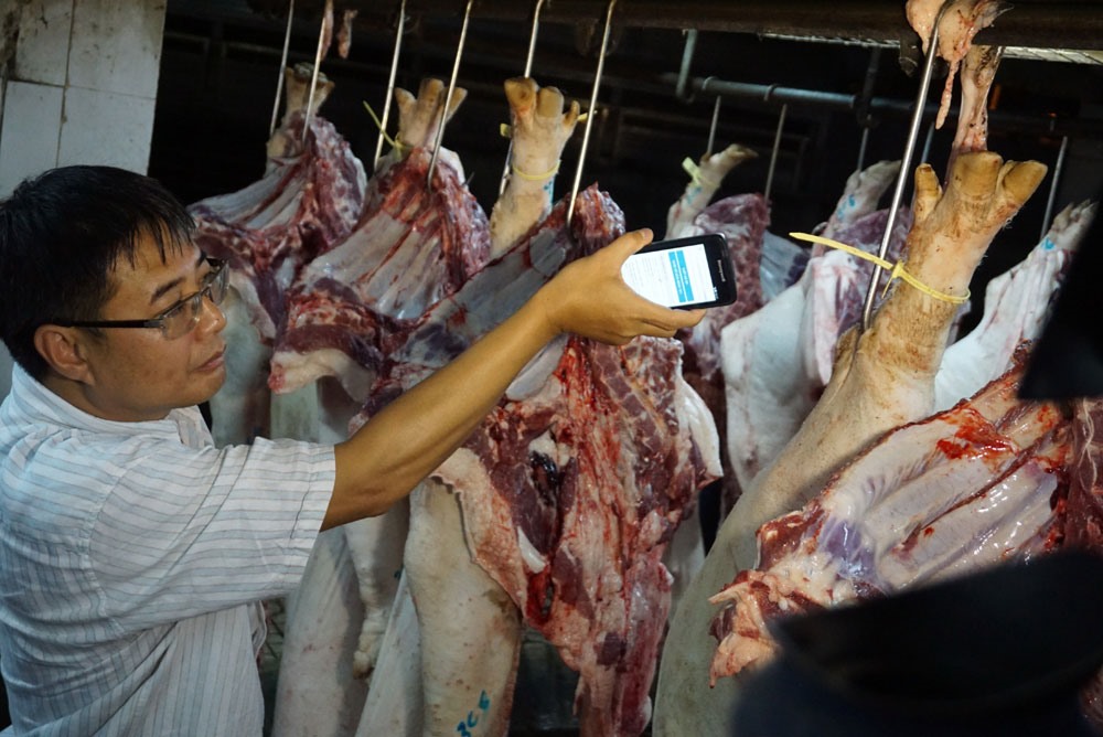 Việc truy xuất nguồn gốc thịt heo bằng điện thoại thông minh tiếp tục bị nghẽn từ lò mổ trở đi. Ảnh: MINH QUÂN