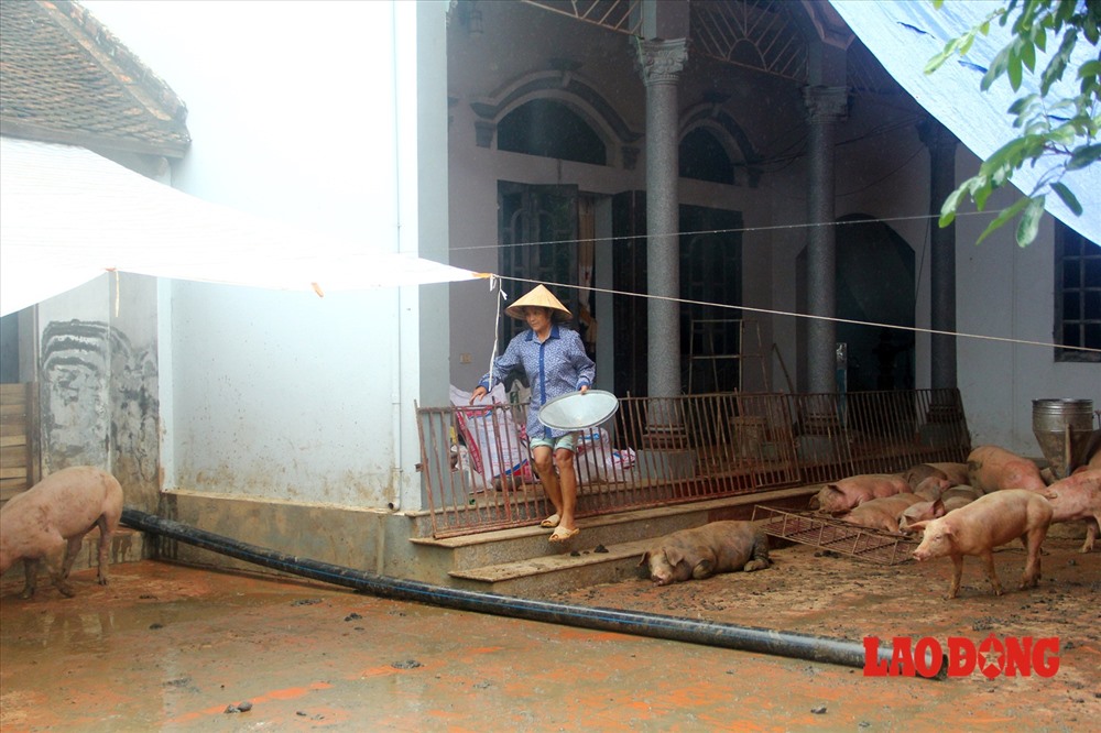 Do chuồng trại bị ngập nặng, nên một số hộ gia đình chăn nuôi gia súc vào mang lợn, gà lên nhà