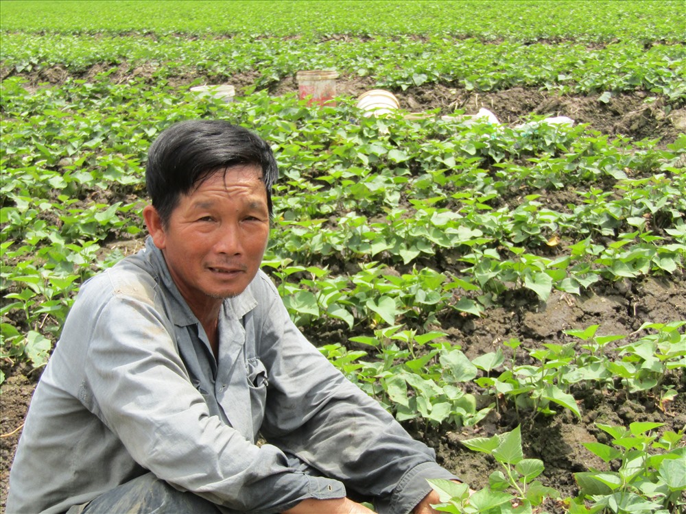 Một nông dân ở Vĩnh Long trồng khoai lang tím Nhật: Lãi hơn một tỉ đồng/năm