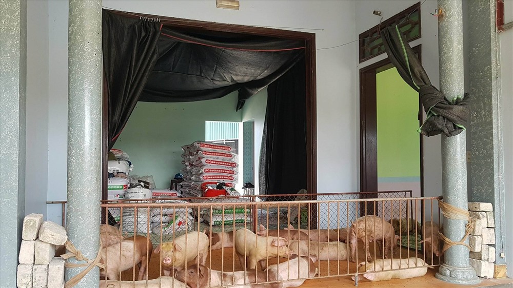 Gà lợn ở nhà cao cửa rộng, người chui xuống xó bếp là câu chuyện có thật tại địa phương này. Ảnh: LN.