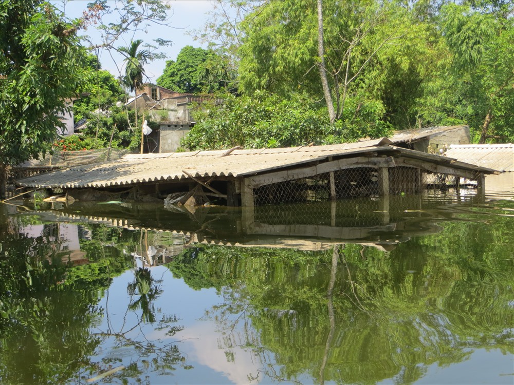 Nhiều nhà cửa, lán trại của người dân vẫn còn ngập trong nước. Gia súc gia cầm vẫn phải gửi ở những nơi cao, khó khăn chồng chất khó khăn.