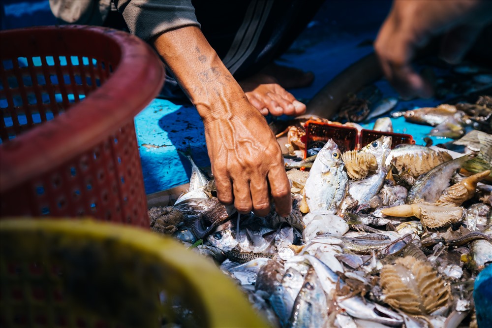 Lần này toàn cá bé