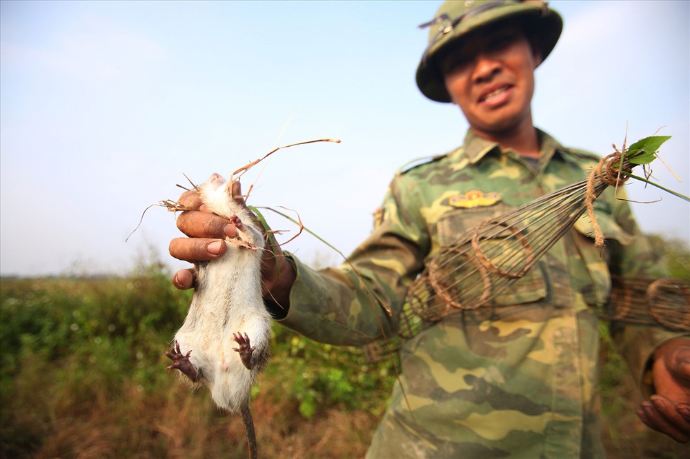 Vòng đời của chuột thường chỉ được 1-2 năm, chính vì thế chuột đồng sau khi sống qua hai vụ lúa (vụ chiêm, vụ mùa) có thể nặng tới 800gram. Thông thường người dân chỉ bắt được những con chuột từ 100-400gram. Chuột ăn cỏ, bùn đất, rơm rạ, rễ cây. Chuột đồng thường có màu lông vàng, thân hình bé hơn chuột cống. Giá chuột bán buôn (cả lông) mỗi cân từ 80.000 đồng, những con chuột thui rơm, được làm sạch giá 140.000 đồng.