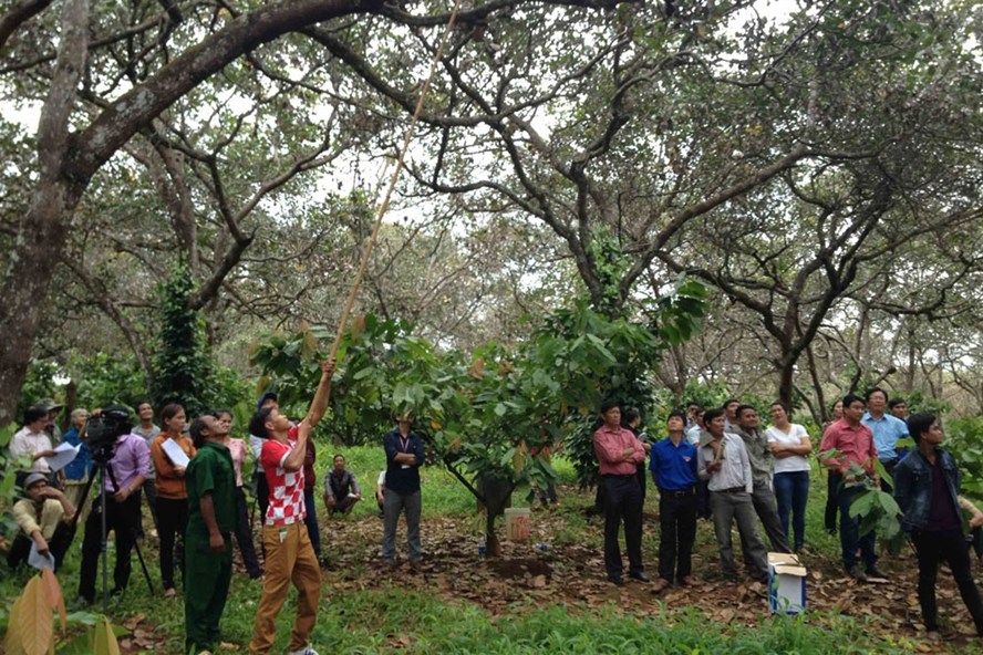 Rất nhiều buổi tập huấn cho nông dân cách trừ sâu bệnh đang tàn phá vườn điều ở Bình Phước. Ảnh: C.H