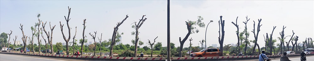 Toàn cảnh hàng cây trên đường Phạm Văn Đồng đã bị chặt hạ
