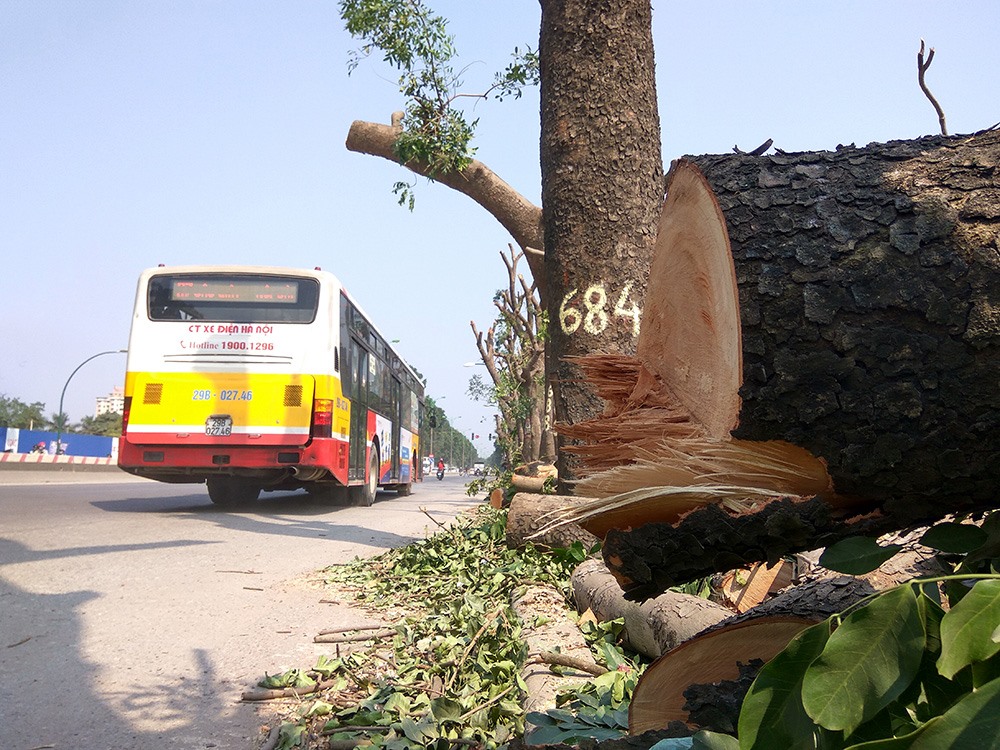 Trước đó, để phục vụ dự án đầu tư mở rộng đường vành đai 3 đoạn Mai Dịch - cầu Thăng Long, đơn vị tư vấn và chủ đầu tư nói trên đã đề xuất đánh chuyển, di dời, chặt hạ hơn 1.300 cây xanh hai bên đường Phạm Văn Đồng