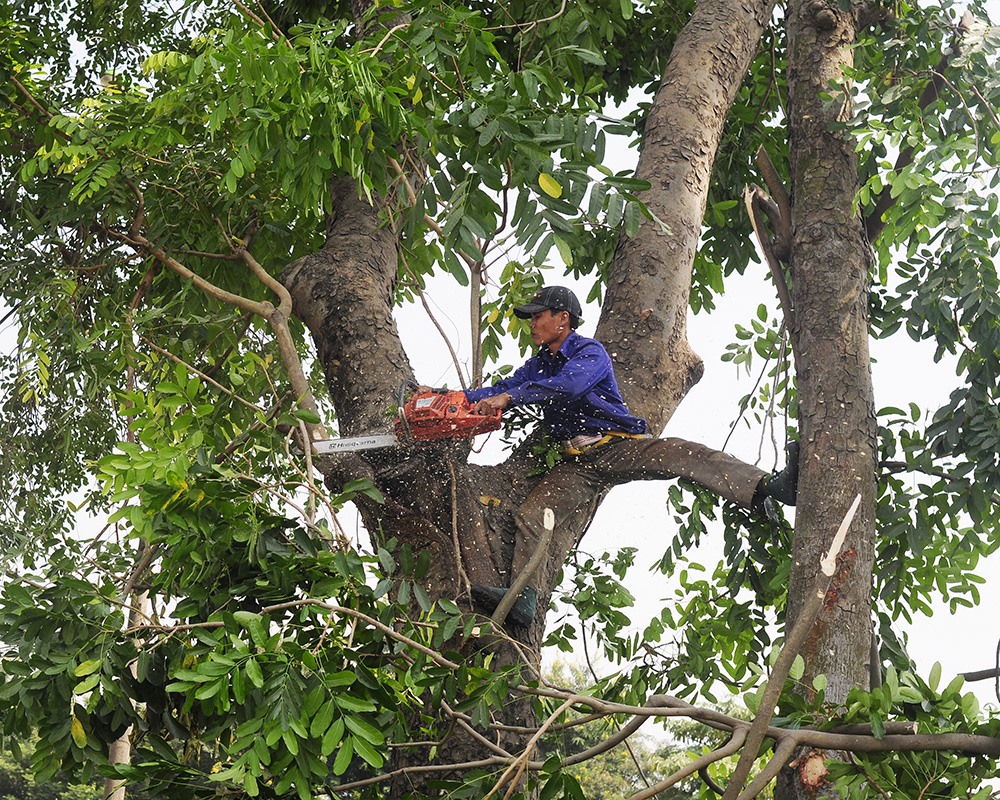 Sau khi cắt tỉa, đào gốc, cây sẽ được đưa đến trồng mới tại các ô đất thuộc vị trí các nút giao Tả Hồng - Đại lộ Võ Nguyên Giáp, quốc lộ 1, quốc lộ 5… Các nút giao này đã hoàn thiện, tuy nhiên, chưa được đầu tư cây xanh.