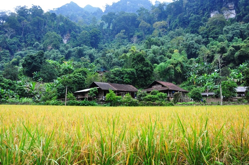Thu vàng mênh mang. Ảnh: Lam Linh
