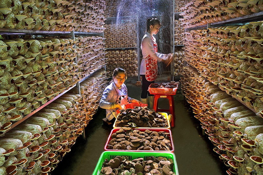 Chọn thuốc - Huỳnh Lãnh.