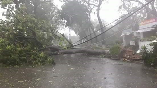 Hàng xà cừ ở Đại học Nha Trang bật gốc.