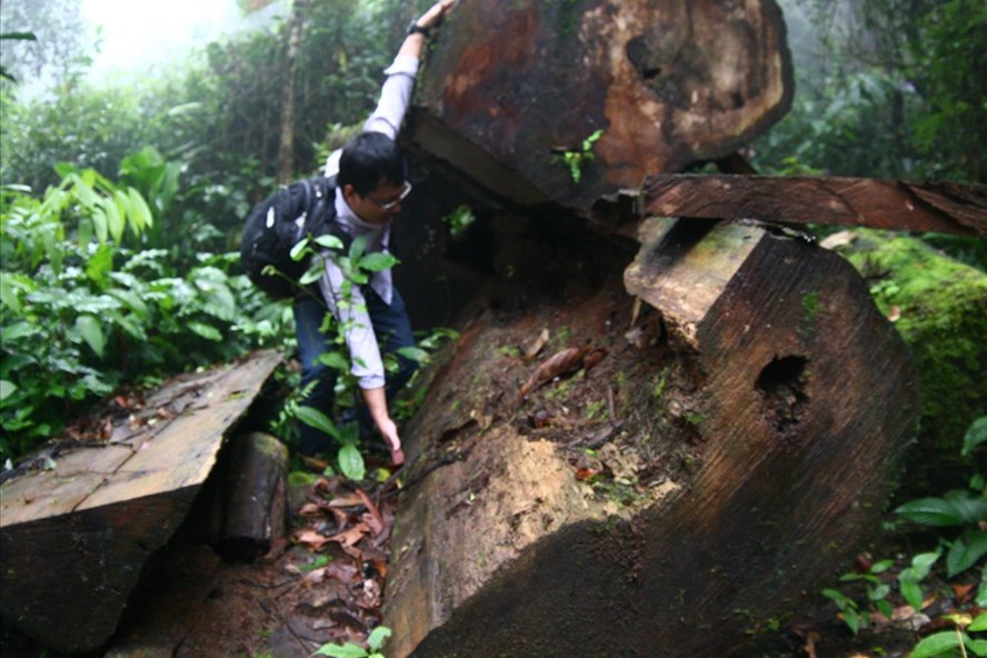 Ảnh phá tan rừng pơ mu cổ thụ và các loài gỗ quý ở Yên Bái mà PV LĐ từng chứng kiến trong những năm qua.