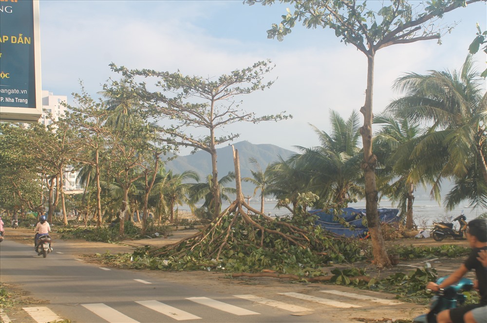 Tả tơi cây cối trên đường Phạm Văn Đồng, Nha Trang.