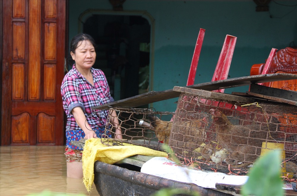 Bà Nguyễn Thị Chanh nuôi một đàn gà để dành tết nhưng bị lũ cuốn gần hết. Ảnh: LP