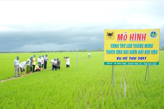 Cánh đồng thực hiện Chương trình “Canh tác lúa thông minh thích ứng với biến đổi khí hậu” vụ hè thu 2016 tại Bạc Liêu.