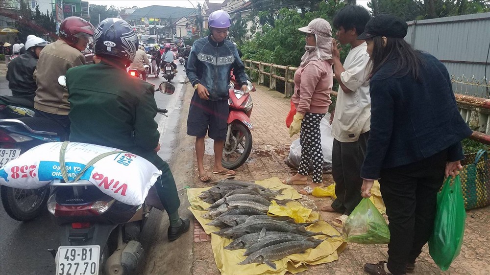 Cá tầm chết hàng loạt đem ra phố bán giá rẻ… người mua vẫn chê