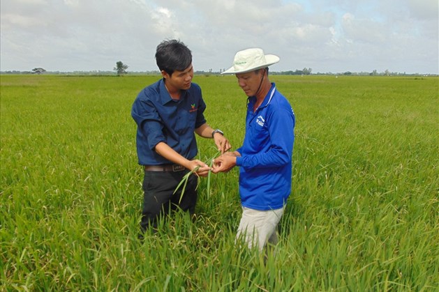 Nhân viên Cty GROUP cùng ND kiểm tra tình hình sâu bệnh và tư vấn biện pháp phòng trừ.