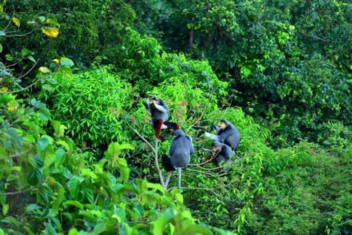 Đa dạng sinh học ở Sơn Trà / ảnh Lê Phước Chín