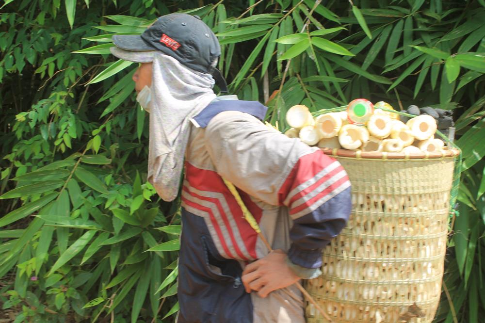 Gánh măng rừng nặng trĩu