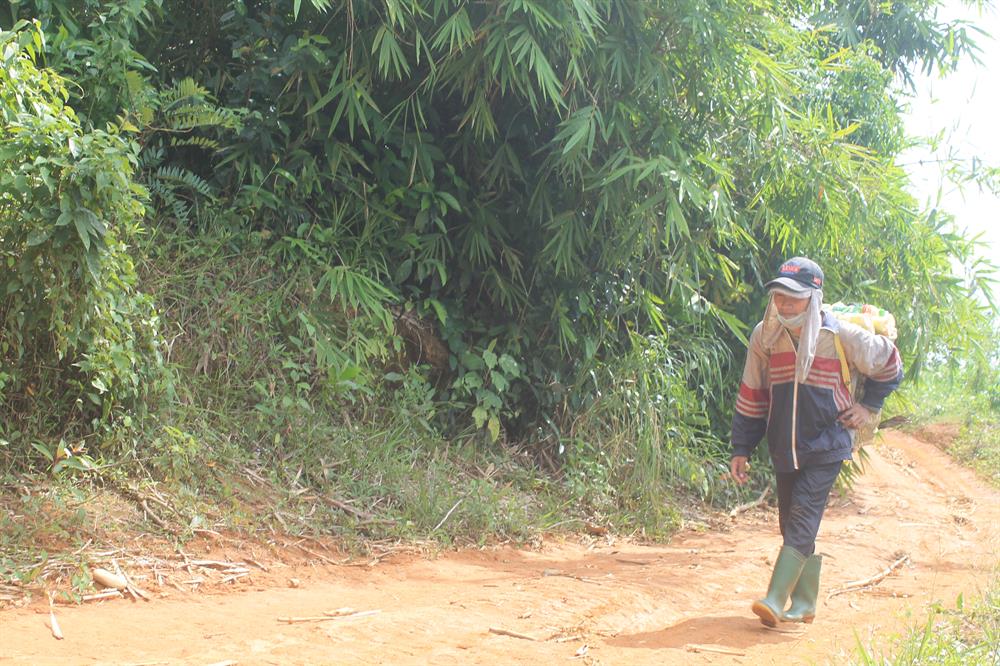 Gánh măng rừng nặng trĩu