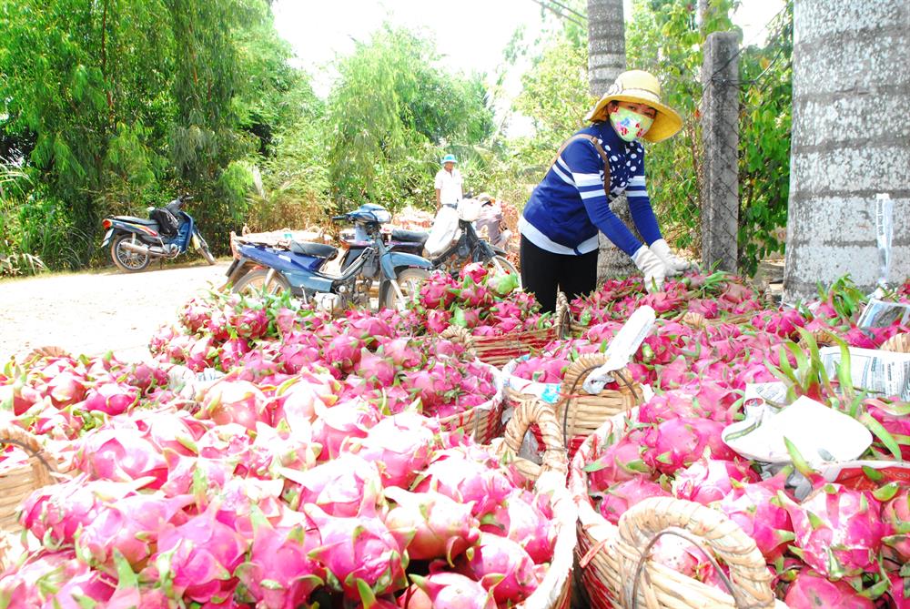 Thanh long là sản phẩm làm nên thương hiệu HTX Mỹ Tịnh An.