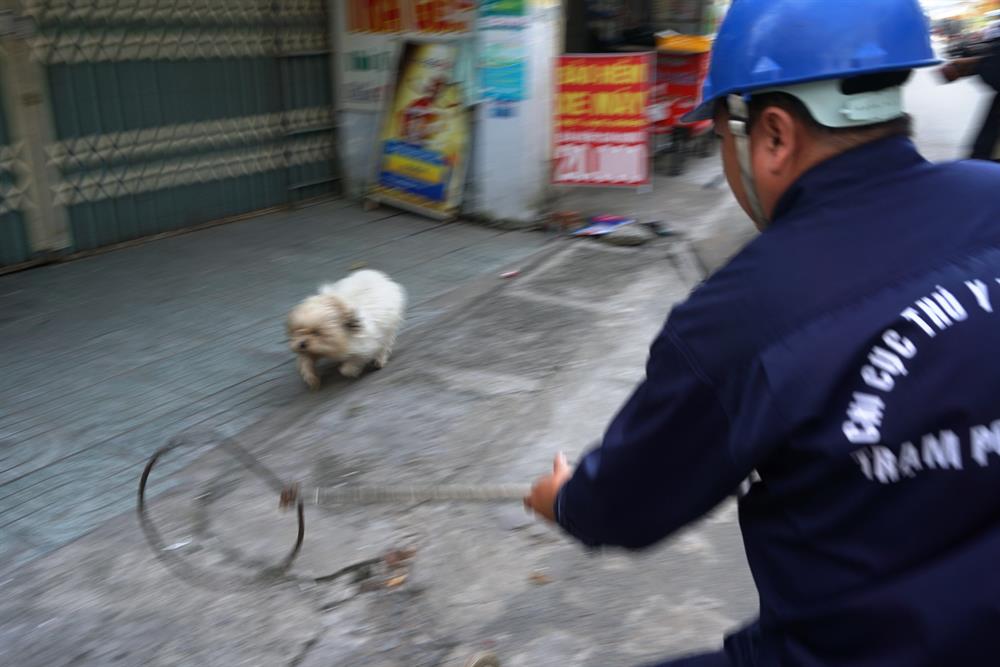 Chú chó nhanh chân chạy vòng quay lại nhưng bị thành viên còn lại trong đội chặn đầu.