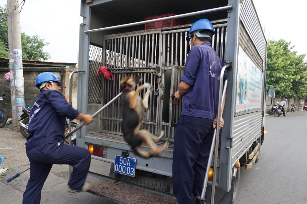 Đến 8h cùng ngày, thêm 1 con chó màu đen thả rông và không đeo rọ mõm chạy lang thang trên đường bị nhân viên đội bắt chó vây bắt. Con chó nặng hơn 10kg khiến nhân viên đội bắt chó vất vả nhấc lên xe.