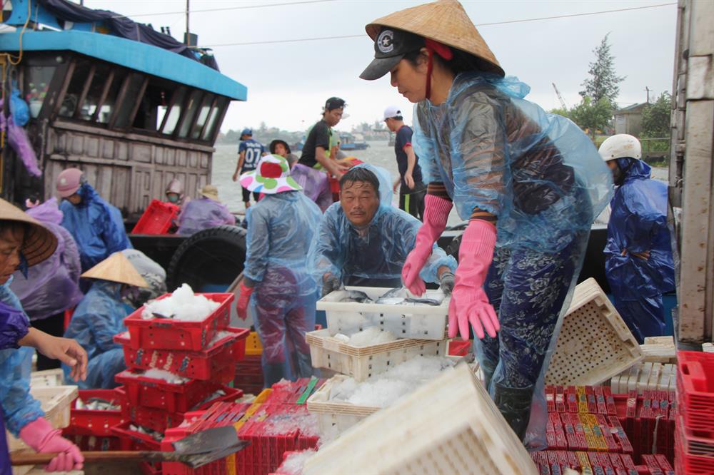 Đồng cảm cùng ngư dân nên các tiểu thương cũng đội mưa gió để mua cá giúp ngư dân. “Mưa bão nên đành chấp nhận thôi chú à, chúng tôi cũng đội mưa gió để thu mua giúp ngư dân, mưu sinh vì cuộc sống giống nhau cả nên cùng cố gắng“-một tiểu thương bộc bạch. Ảnh: NĐT