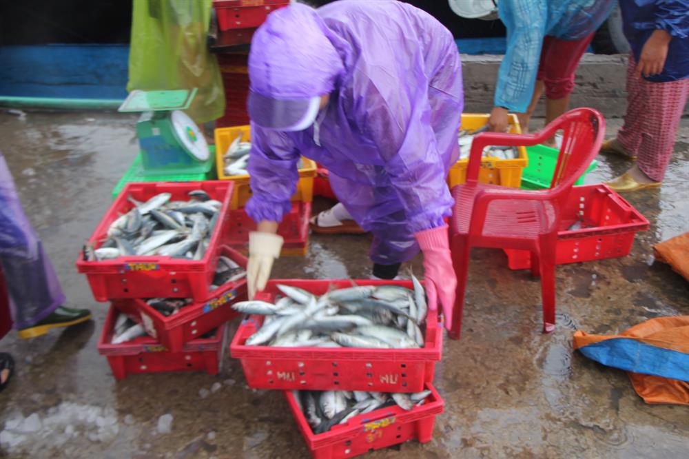 Cá thu hoạch được chủ yếu là cá bánh lá, các nục và mực. Ảnh: NĐT