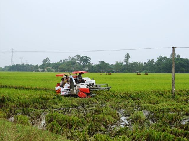 Bà con huy động tối mọi nhân lực và vật lực để chạy bão (Ảnh: HT)