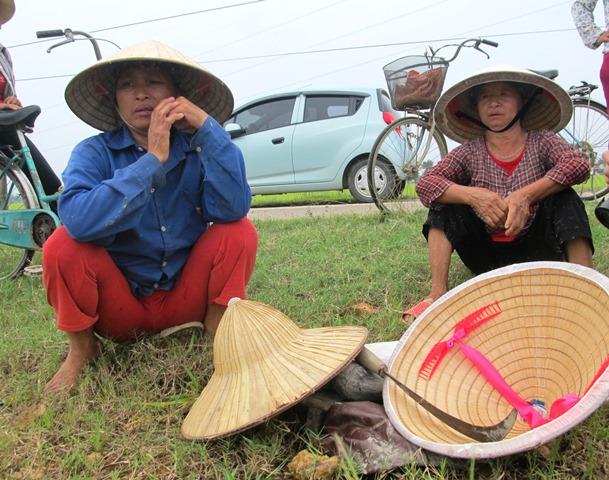 Người dân thẫn thờ nhìn diện tích lúa đang nằm ngoài đồng mà không thể thu hoạch (Ảnh: HT)