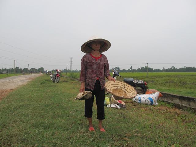 Người dân thẫn thờ nhìn diện tích lúa đang nằm ngoài đồng mà không thể thu hoạch (Ảnh: HT)