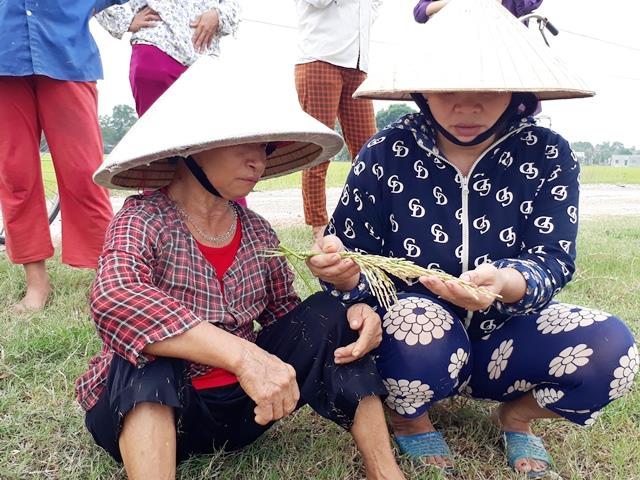 Người dân thẫn thờ nhìn diện tích lúa đang nằm ngoài đồng mà không thể thu hoạch (Ảnh: HT)