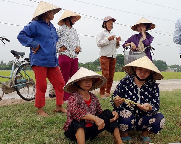 Người dân thẫn thờ nhìn diện tích lúa đang nằm ngoài đồng mà không thể thu hoạch (Ảnh: HT)