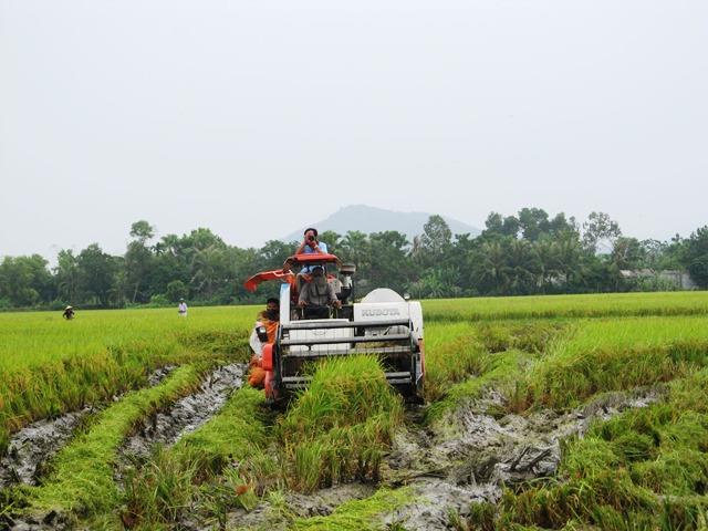 Bà con huy động tối mọi nhân lực và vật lực để chạy bão (Ảnh: HT)