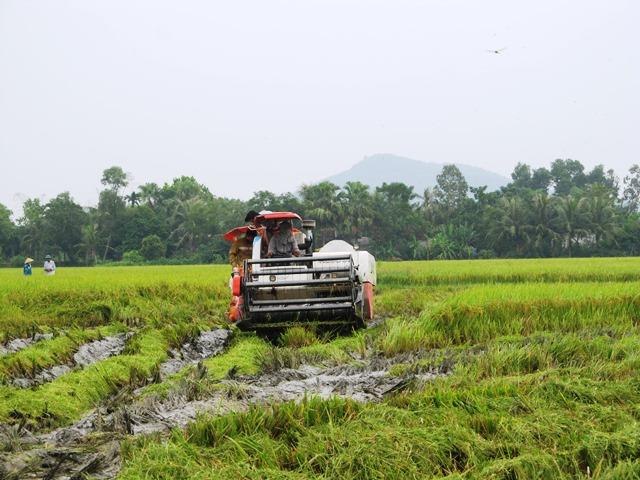Bà con huy động tối mọi nhân lực và vật lực để chạy bão (Ảnh: HT)