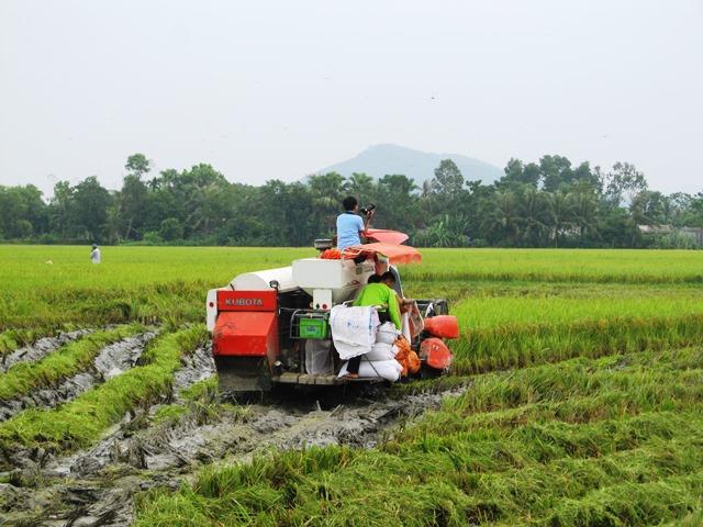 Bà con huy động tối mọi nhân lực và vật lực để chạy bão (Ảnh: HT)