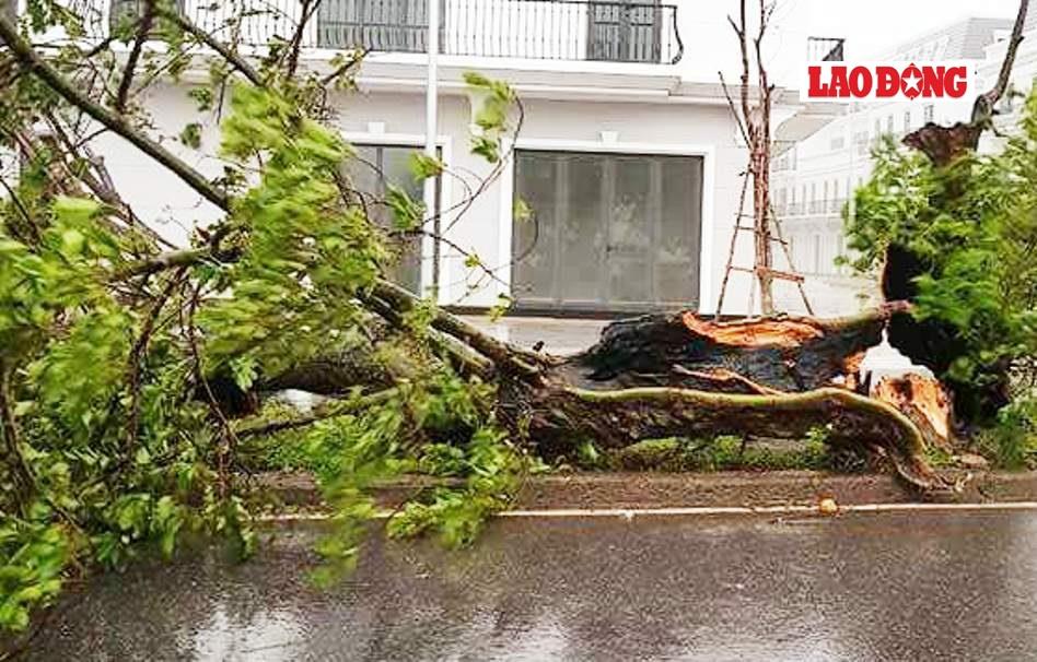 Cây xanh bị bật gốc và gãy đổ trên khắp tuyến phố. Ảnh: Lê Phi Long