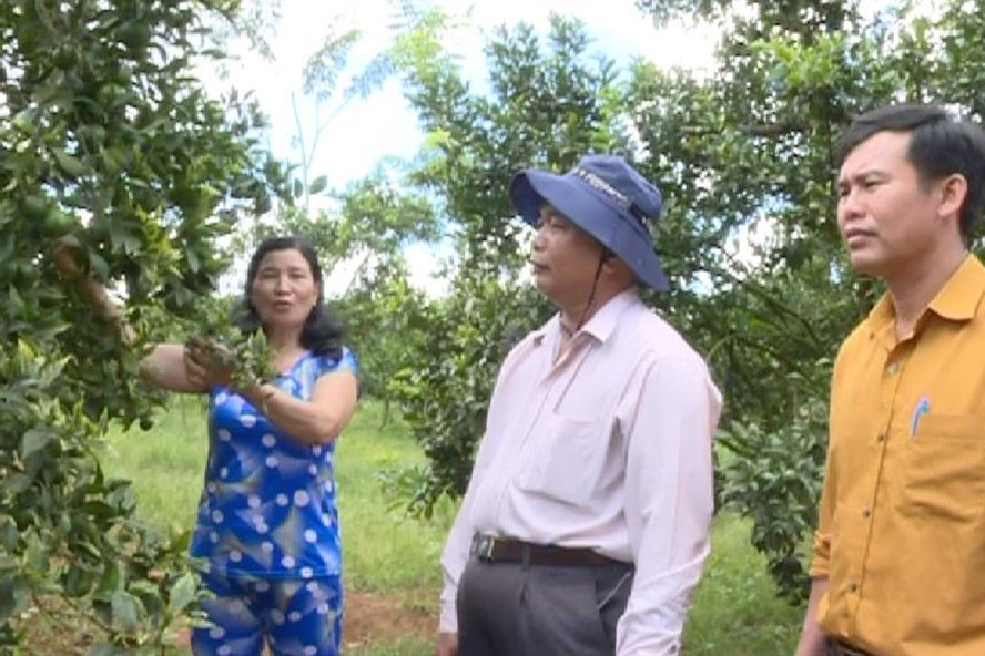 Chị Nguyễn Thị Đào ở thôn Nhân Hòa, xã Đan Phượng bên vườn quýt đường canh thu tiền tỷ