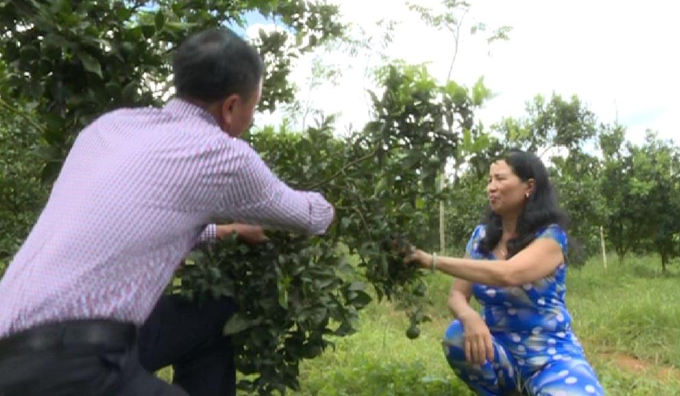Chị Nguyễn Thị Đào, Thôn Nhân Hòa, Xã Đan Phượng bên vườn quýt đường canh thu tiền tỷ