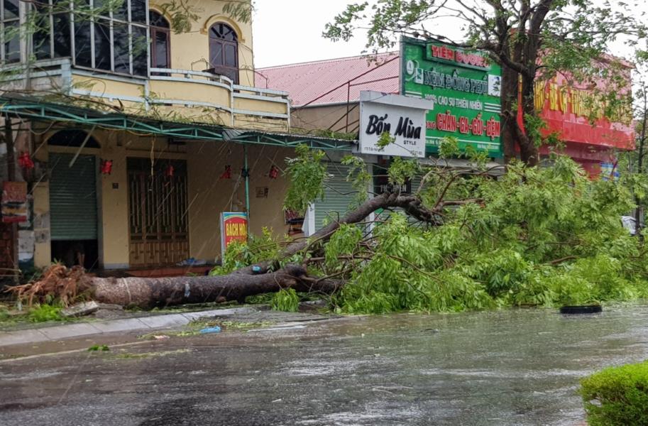 Cây dọc đường bât gốc. Ảnh: Lê Phi Long