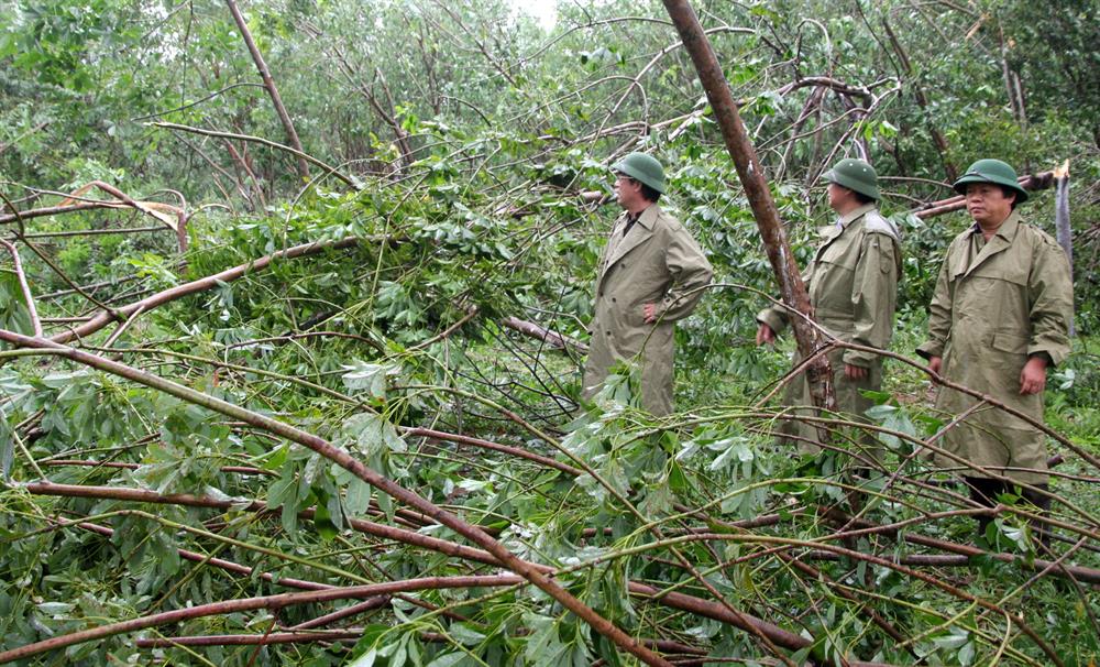 Toàn tỉnh Quảng Trị có hơn 2.000ha caosu bị hư hại. Ảnh: HT.