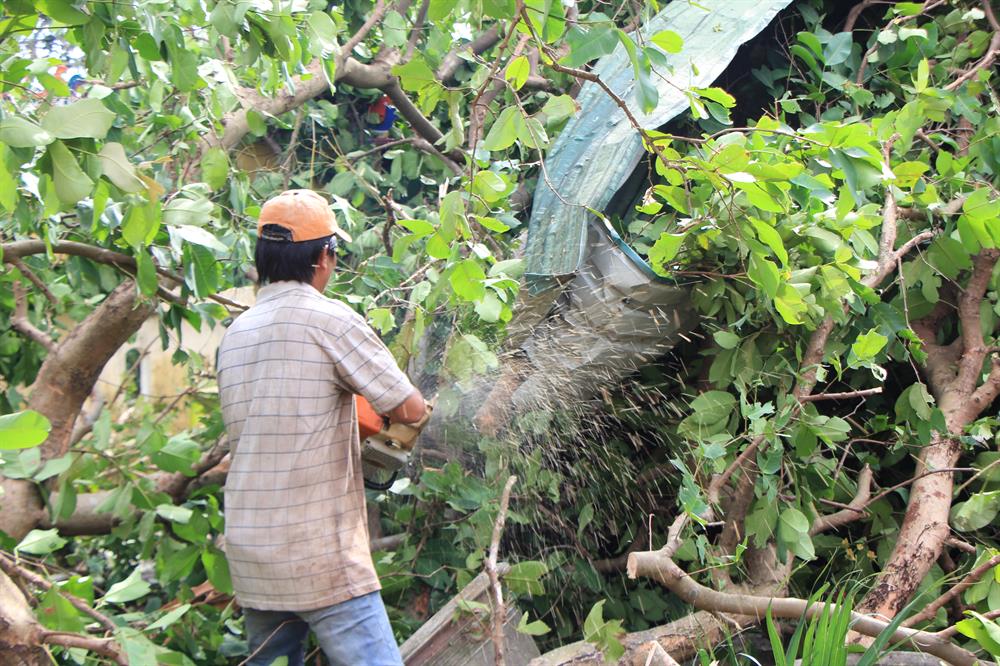 Cây cối và tôn “quấn” vào nhau, phải cắt tỉa mới kéo ra được. Ảnh: NĐT