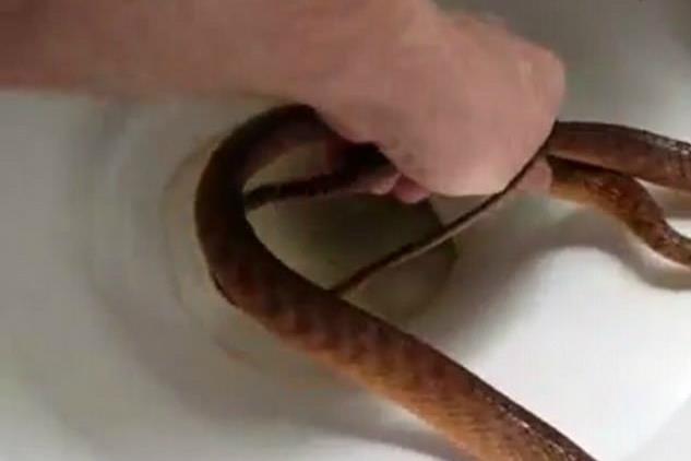 ron toc gay phat hien ran doc trong bon cau