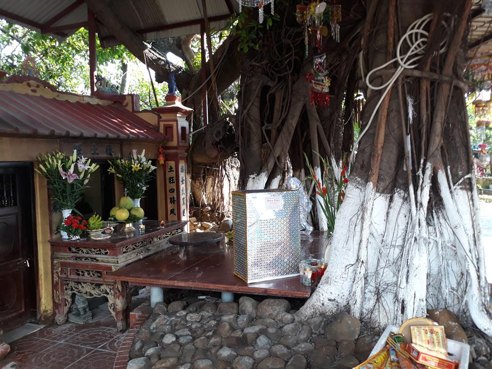 Dưới gốc đa có một miếu thờ, bên trong có tấm bia đá khắc chữ Hán Nôm. Theo người dân địa phương, miếu đã có từ lâu đời, thờ đức thổ vượng, người có công giúp dân khai hoang, lập ấp. Ngoài ra miếu còn là nơi thờ các quan, thần, cô, cậu và những vong hồn không nơi nương tựa.