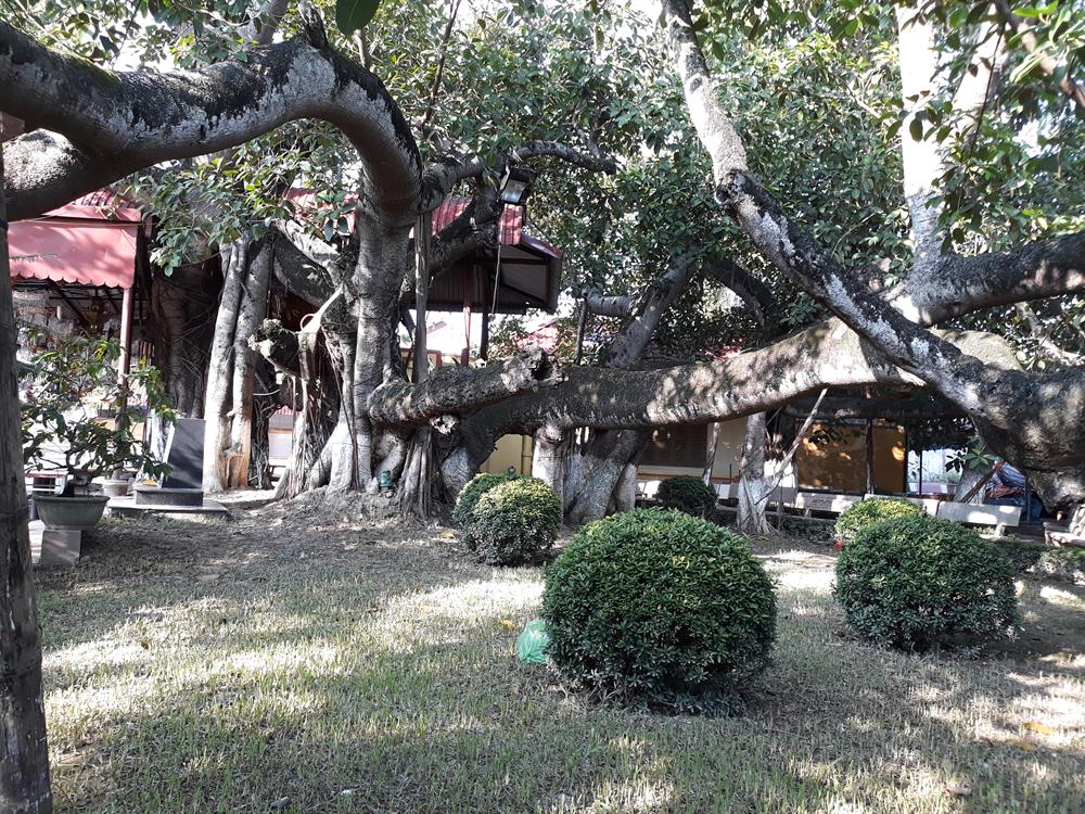 Hàng trăm năm chứng kiến biết bao thay đổi của lịch sử, nhưng cây đa 13 gốc vẫn xanh tốt và không ngừng vươn xa...